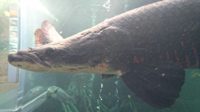 なかがわ水遊園