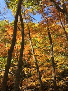 紅葉狩り