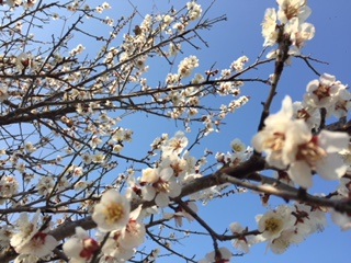 梅の花の香り