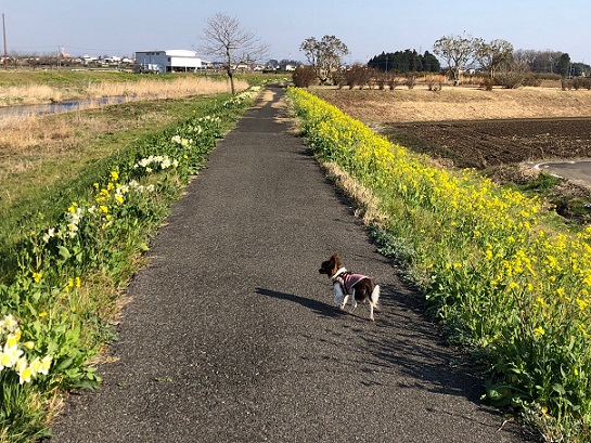 春の散歩で見つけたもの