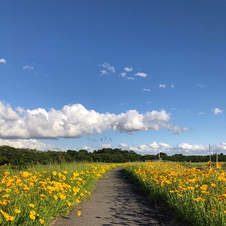 綺麗な花の道を散歩していましたが。。。意外な事実が！？