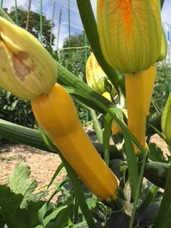 家庭菜園記(夏野菜)