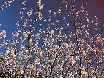 サクランボの花が一足先に満開です