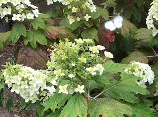 紫陽花が咲いてきました