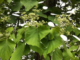 奥日光へドライブ（後編）