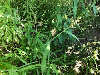 夏の草取りは大変です