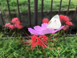 秋の花に癒やされます