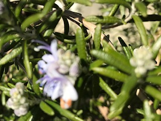 残り野菜(根菜)の簡単甘酢蒸し煮