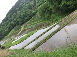 茂木町の棚田