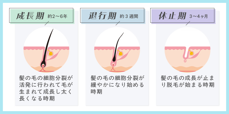 毛周期の成長期、退行期、休止期の説明